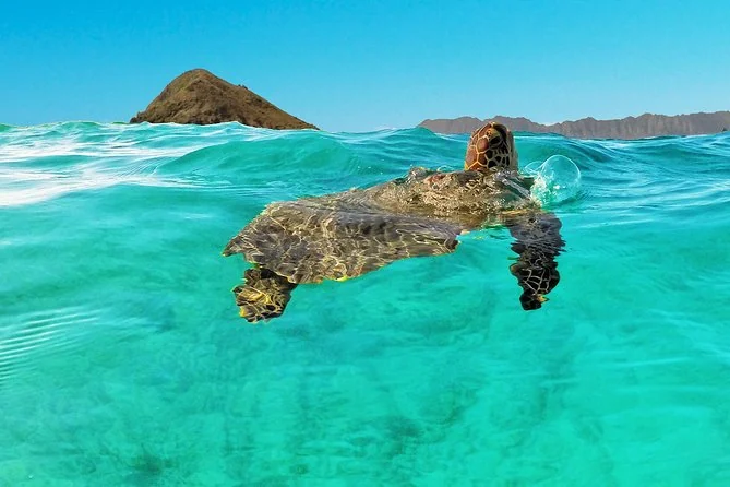 Eine Grüne Meeresschildkröte taucht in türkisfarbenem Wasser auf, dahinter eine steile Insel